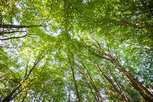 Bäume essbare Wildkräuter Wildpflanzen