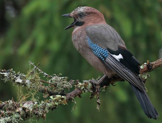 Eichelhäher Vogelalarm Vogelstimmen