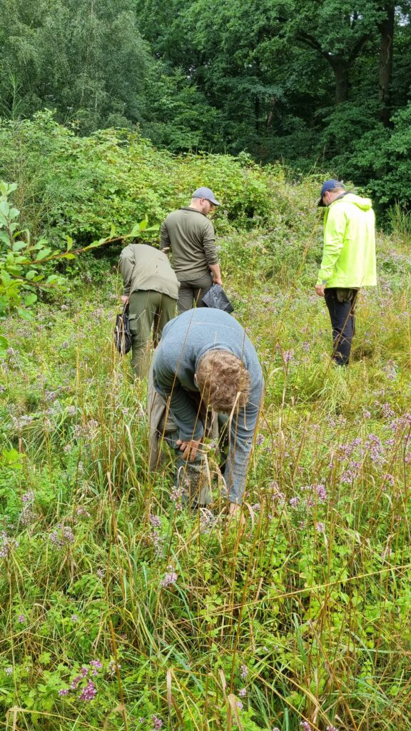 WIldkräuter sammeln bei Lüneburg