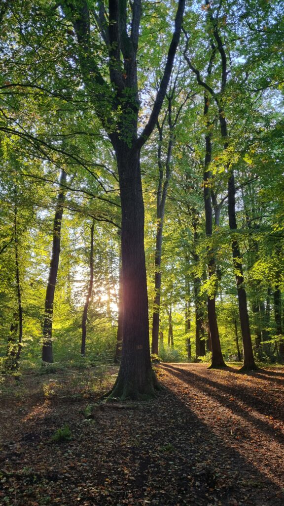 essbare Baumblätter im Wald bei Hamburg