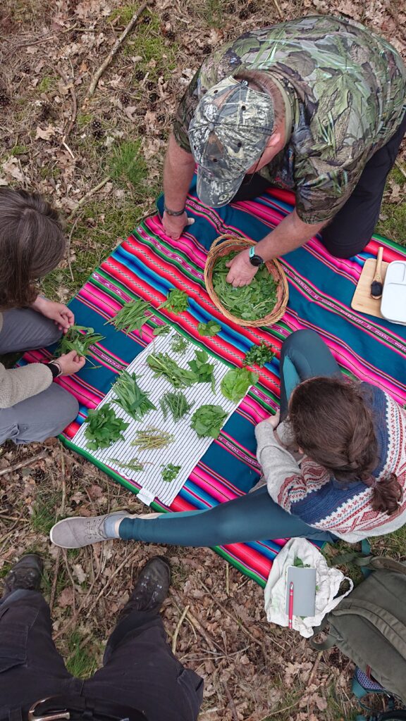 Teilnehmer sortieren Wildpflanzen für einen Salat im Wildkräuterkurs bei Lüneburg
